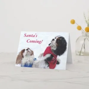Cavalier King Charles Spaniel Christmas Card