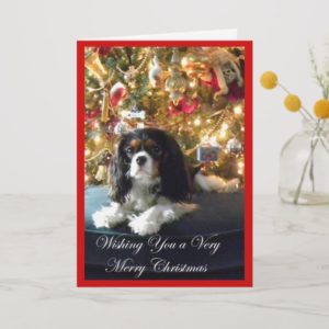 Cavalier King Charles Spaniel Christmas Card