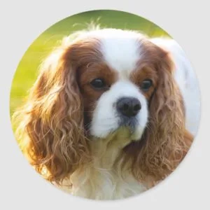 Cavalier King Charles Spaniel Classic Round Sticker