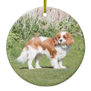 Cavalier King Charles Spaniel dog beautiful photo Ceramic Ornament