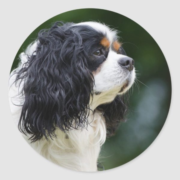 Cavalier King Charles Spaniel dog lovers round Classic Round Sticker