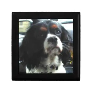 Cavalier King Charles Spaniel Gift Box