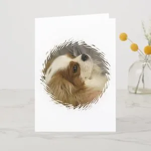 Cavalier King Charles Spaniel Greeting Card