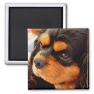 Cavalier King Charles Spaniel Magnet