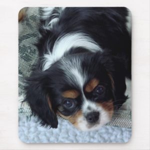 Cavalier King Charles Spaniel Mouse Pad