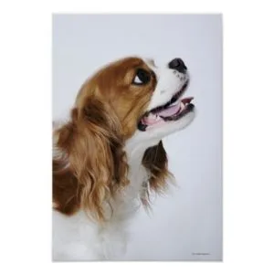 Cavalier King Charles Spaniel Poster