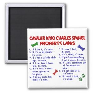 CAVALIER KING CHARLES SPANIEL Property Laws 2 Magnet