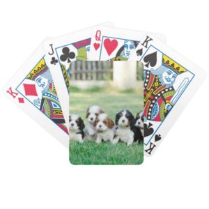 Cavalier King Charles Spaniel puppies Bicycle Playing Cards