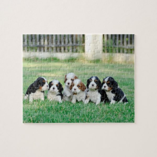 Cavalier King Charles Spaniel puppies Jigsaw Puzzle