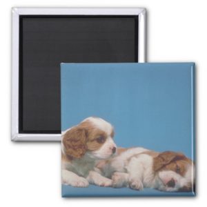 Cavalier King Charles Spaniel Puppies Magnet