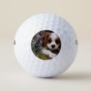 Cavalier King Charles Spaniel Puppy behind flowers Golf Balls