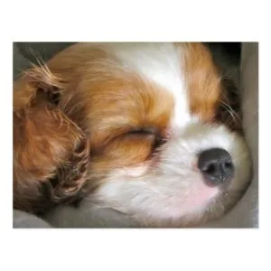 Cavalier King Charles Spaniel Puppy Postcard