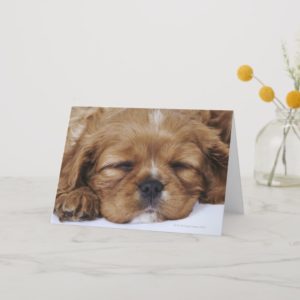Cavalier King Charles Spaniel puppy sleeping Card