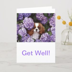 Cavalier King Charles Spaniel Red and White Card