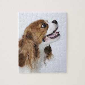 Cavalier King Charles Spaniel, side view Jigsaw Puzzle