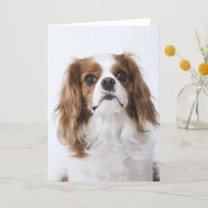 Cavalier King Charles Spaniel sitting in studio Card