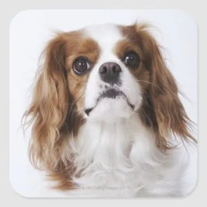Cavalier King Charles Spaniel sitting in studio Square Sticker