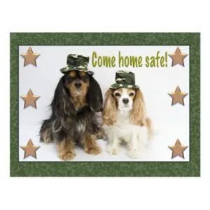Cavalier King Charles Spaniels Come Home Postcard