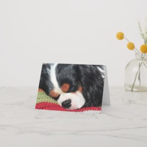 Cavalier King Charles Tri-Color Blank Note Card
