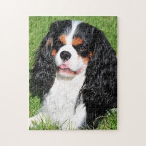 Cavalier King Charles Tri-Color Puzzle