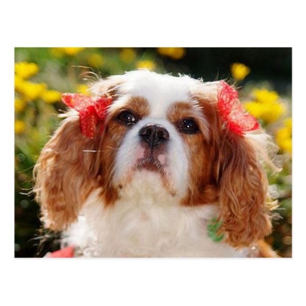 Cavalier Puppy with bows Postcard
