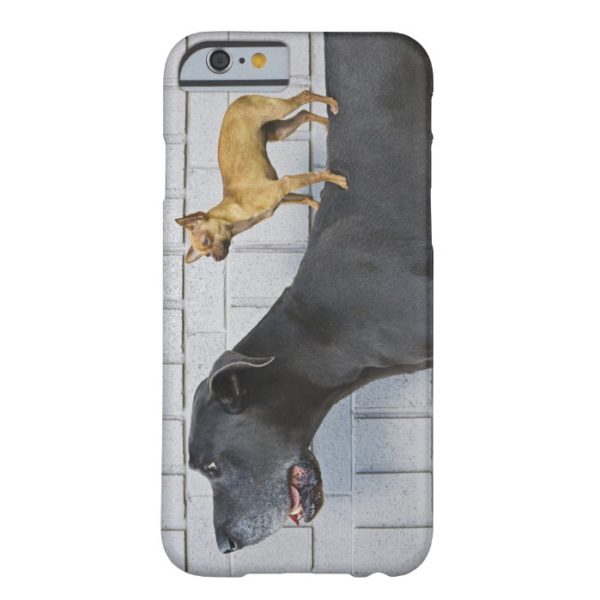 Chihuahua on Great Dane's back Case-Mate iPhone Case