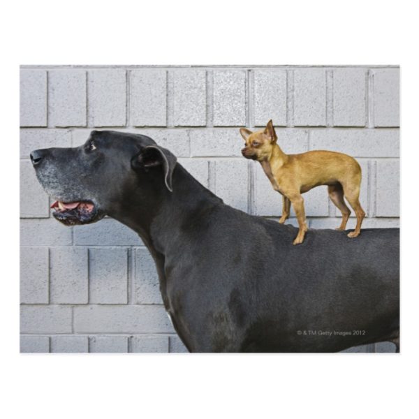 Chihuahua on Great Dane's back Postcard