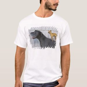 Chihuahua on Great Dane's back T-Shirt