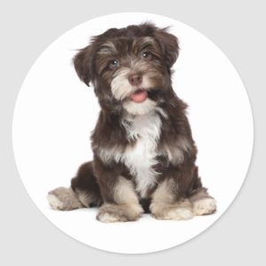 Chocolate Brown & White Havanese Puppy Dog Sticker
