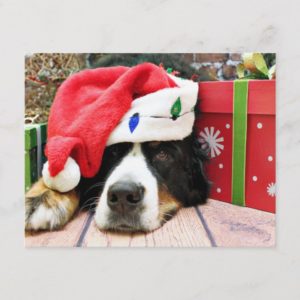Christmas - Bernese Mountain Dog - Mya Holiday Postcard