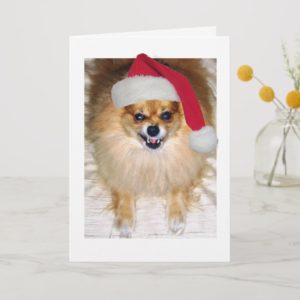 Christmas Card | Pomeranian Santa Dog