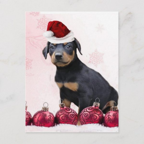 Christmas Doberman puppy Holiday Postcard