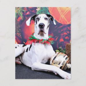Christmas - Harlequin Great Dane - Baron Holiday Postcard
