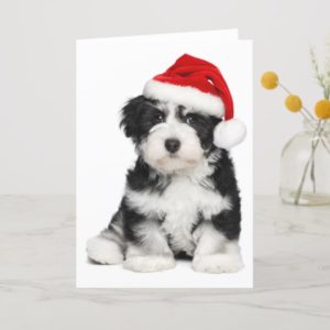 Christmas Havanese Puppy Dog Holiday Card
