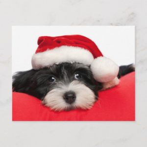 Christmas Havanese Puppy Dog Holiday Postcard