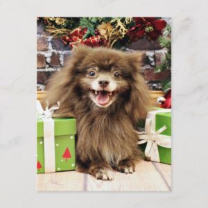 Christmas - Pomeranian - Fred Holiday Postcard