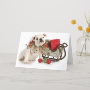 Christmas Puppy - English Bulldog Puppy Sitting Holiday Card