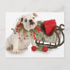 Christmas Puppy - English Bulldog Puppy Sitting Holiday Postcard