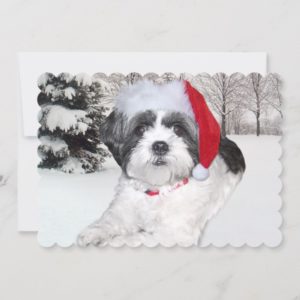 Christmas Shih Tzu in Snow Holiday Card