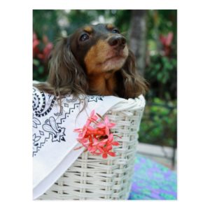 Close-up of a Dachshund dog sitting in a basket Postcard