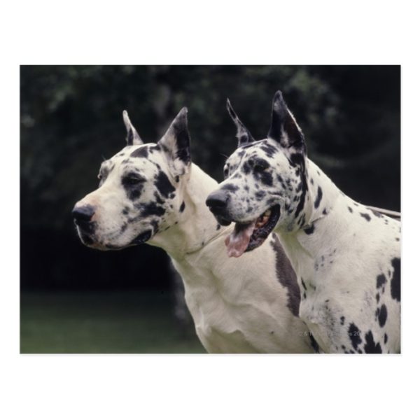 Close-up of two Great Danes Postcard