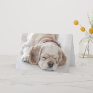 Cocker spaniel dog sleeping card