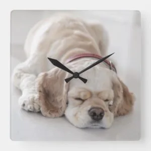 Cocker spaniel dog sleeping square wall clock