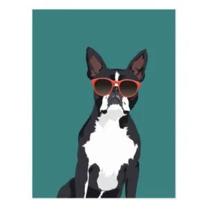 Cool Hipster Black and White Boston Terrier Postcard