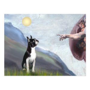 Creation of the Boston Terrier (#3) Postcard