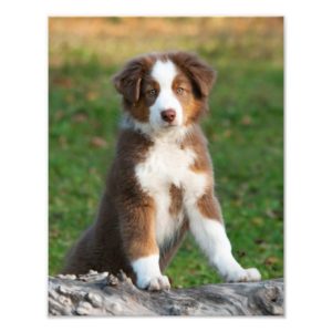 Cute Australian Shepherd Dog Puppy Pet  Paperprint Photo Print