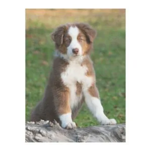 Cute Australian Shepherd Puppy, comfy Fleece Blanket