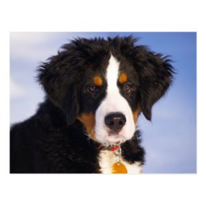 Cute Bernese Mountain Dog Puppy Picture Postcard