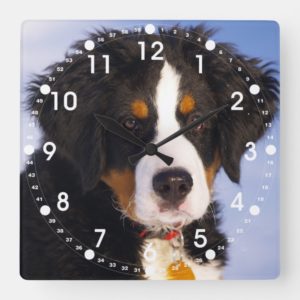 Cute Bernese Mountain Dog Puppy Picture Square Wall Clock