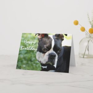 Cute Boston terrier close up photo birthday card